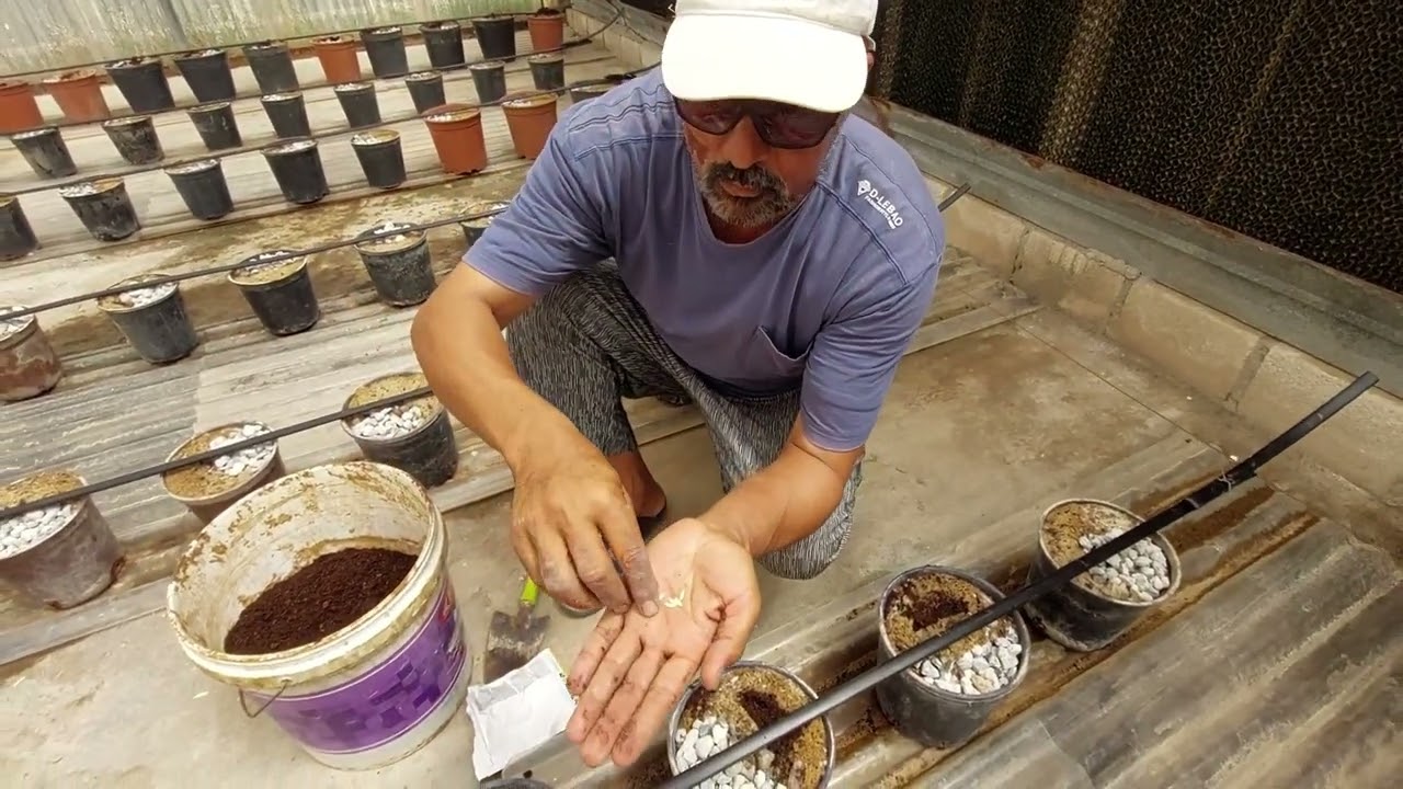 زراعة الخضر فى الأصيص على الأسطح أو فى فى الحدائق المنزلية. وحل مشكلة أعفان الجذور فى زراعة الأصص.