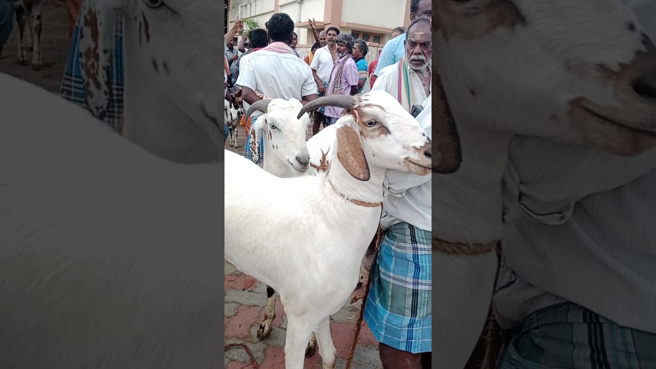 ஆட்டுச் சந்தைக்கு வந்து 1,000,00 😳மேல் விற்பனை செய்த கொடி ஆட்டு இரண்டு கிடாய்கள் #எட்டையாபுரம் 🖤🤍