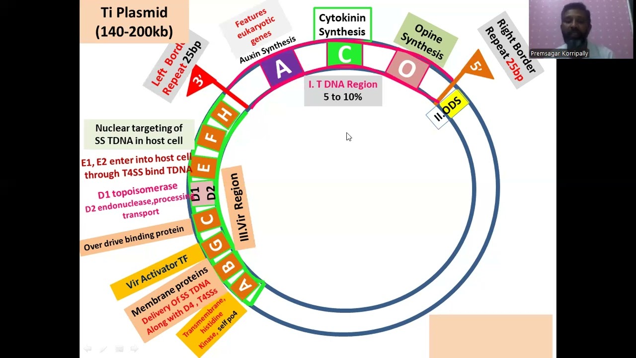 Плазмида, Agrobacterium, TDNA, гены Vir, корончатая галловая болезнь