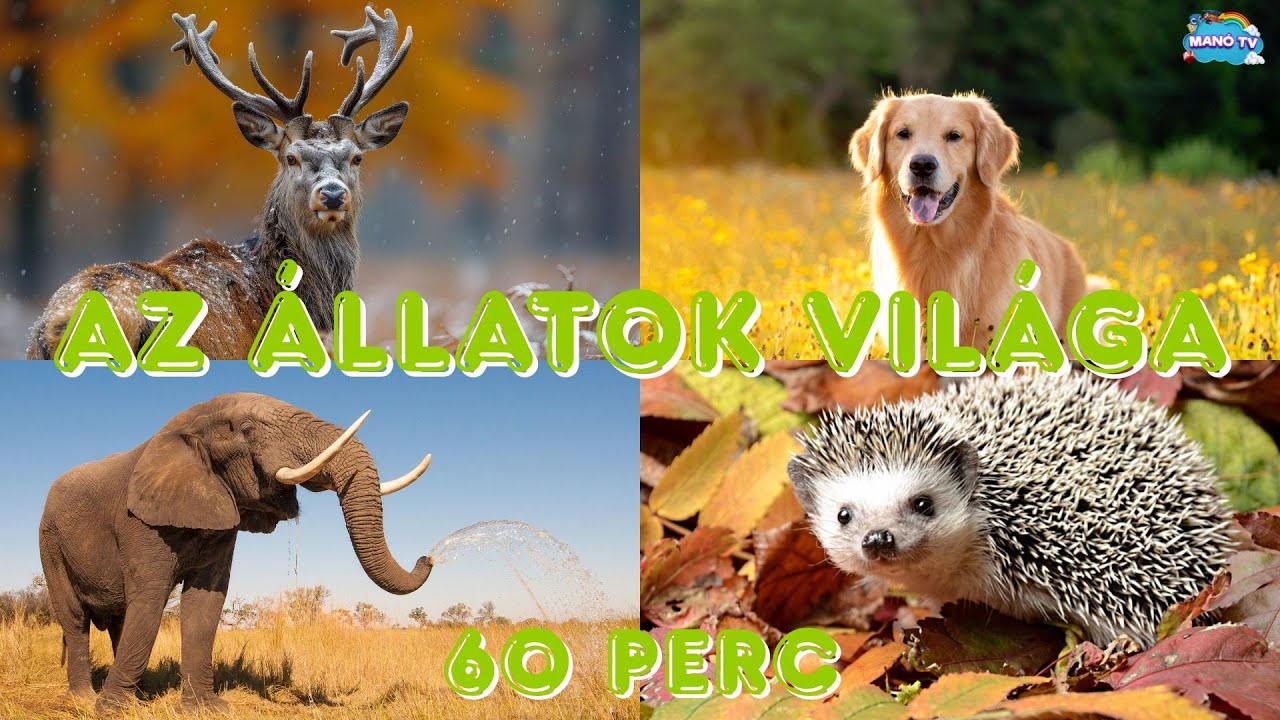 Fedezd fel az állatok világát. 60 perces oktató és  fejlesztő videó gyerekeknek #animals #animal
