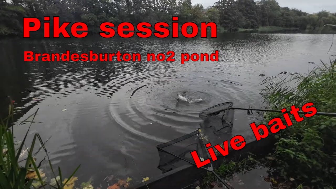 Brandesburton pond no2 pike session, Oct 2024