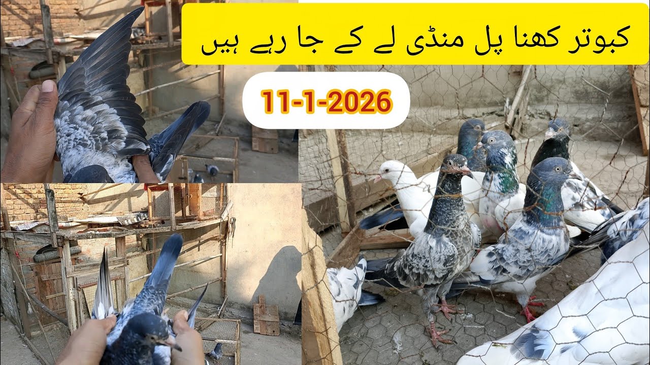 کھنا پل منڈی کبوتر لے کر جا رہے ہیں جس بھائی کو چاہیے وہ رابطہ کر سکتا ہے#03475310854 #11-1-2026