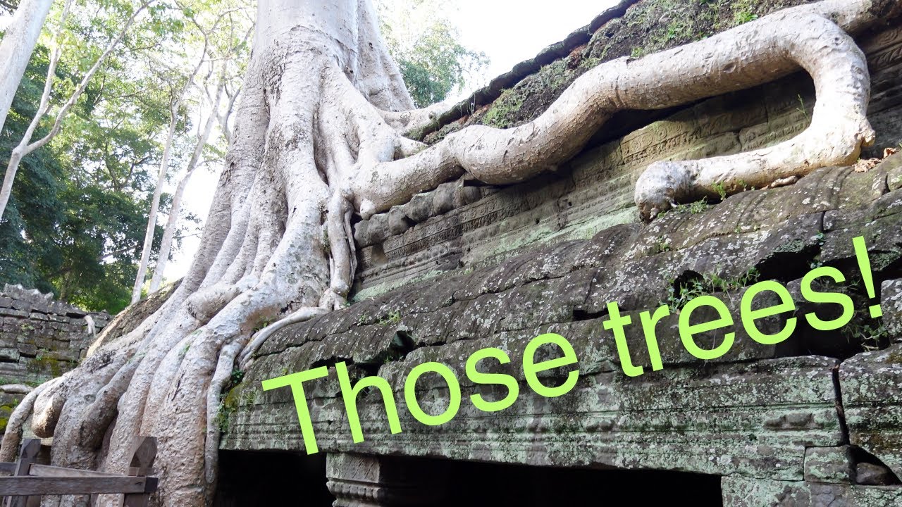 The Tomb Raider temple and the world's creepiest trees