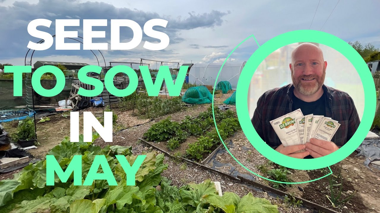 What Seeds Am I Sowing In MAY? | Seeds To Sow In MAY | Grow Your Own | Mark's Allotment Plot