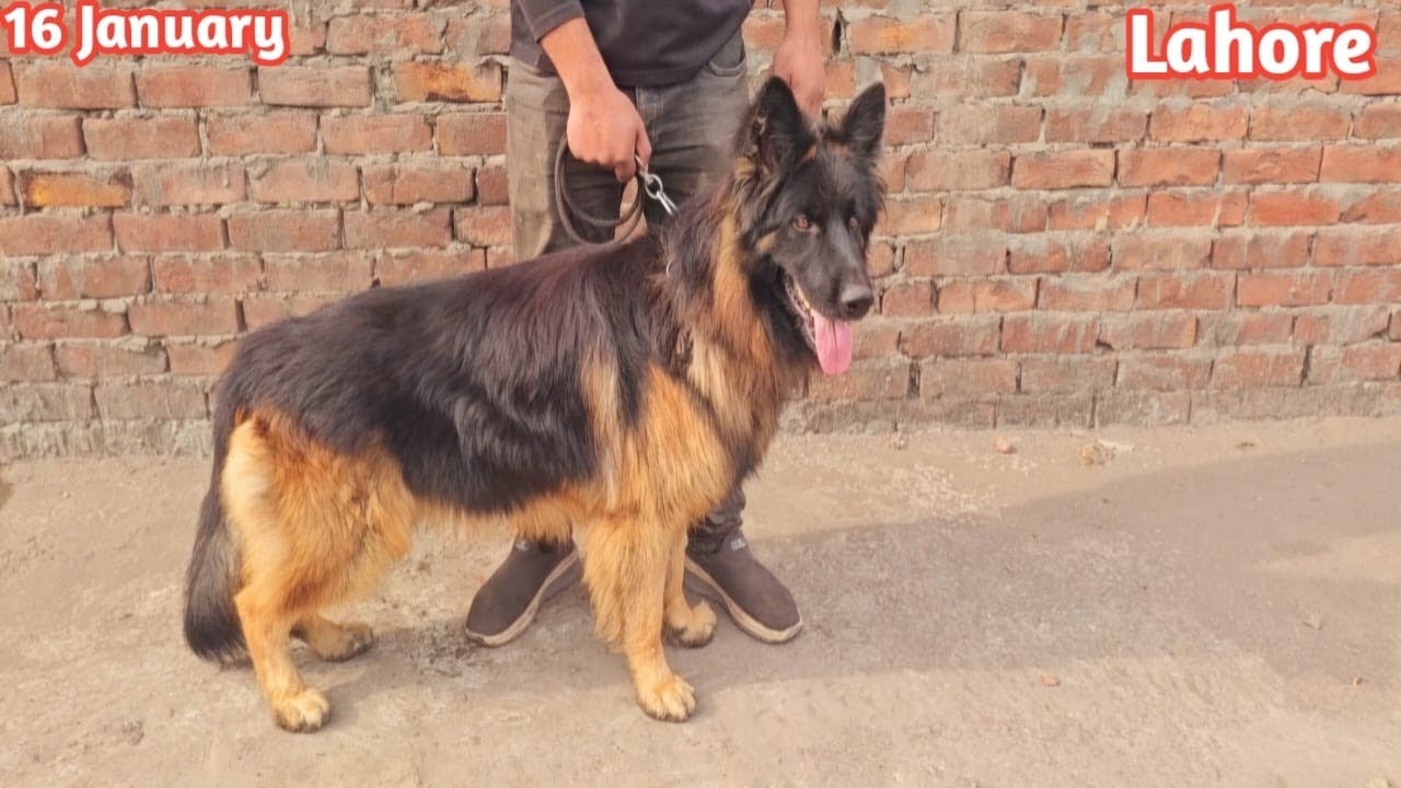 Pedigree German Shepherd | Husky | Coco spenial | Shih tzu | America Bully | PetsLover Kennel Lahore