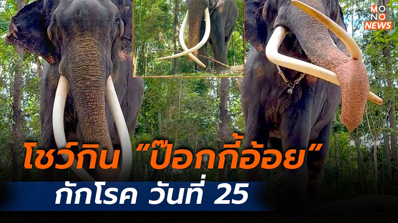 พลายศักดิ์สุรินทร์ กักโรควันที่ 25 - MONO NEWS