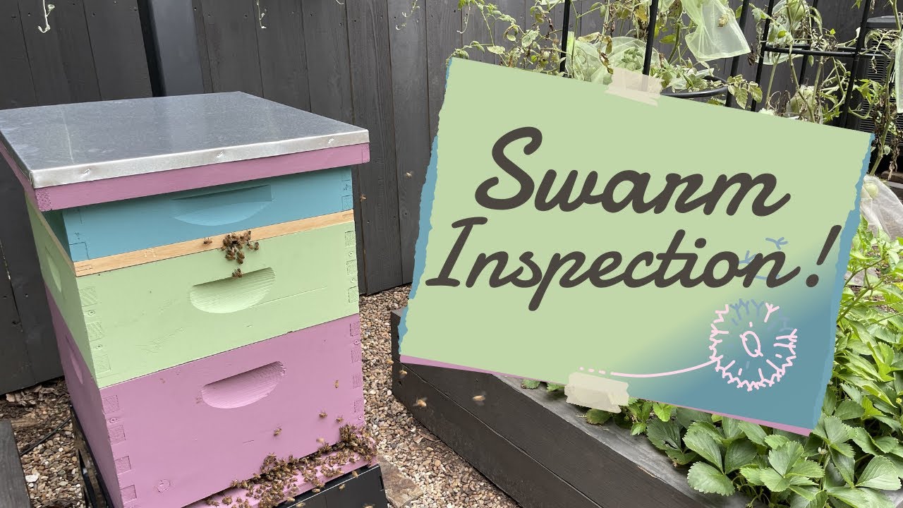 Swarm Hive Inspection!! 🐝 // They are KILLING It!!