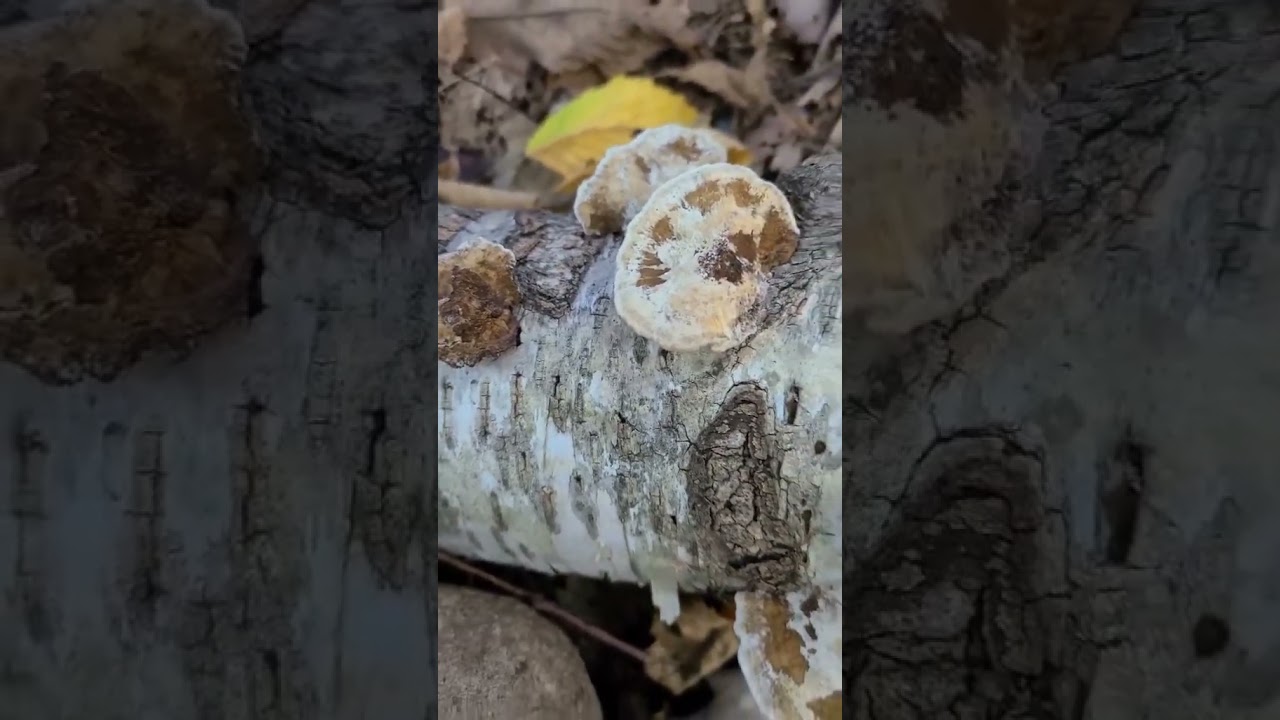 Blushing bracket or #birch polypore #fungi #fungus