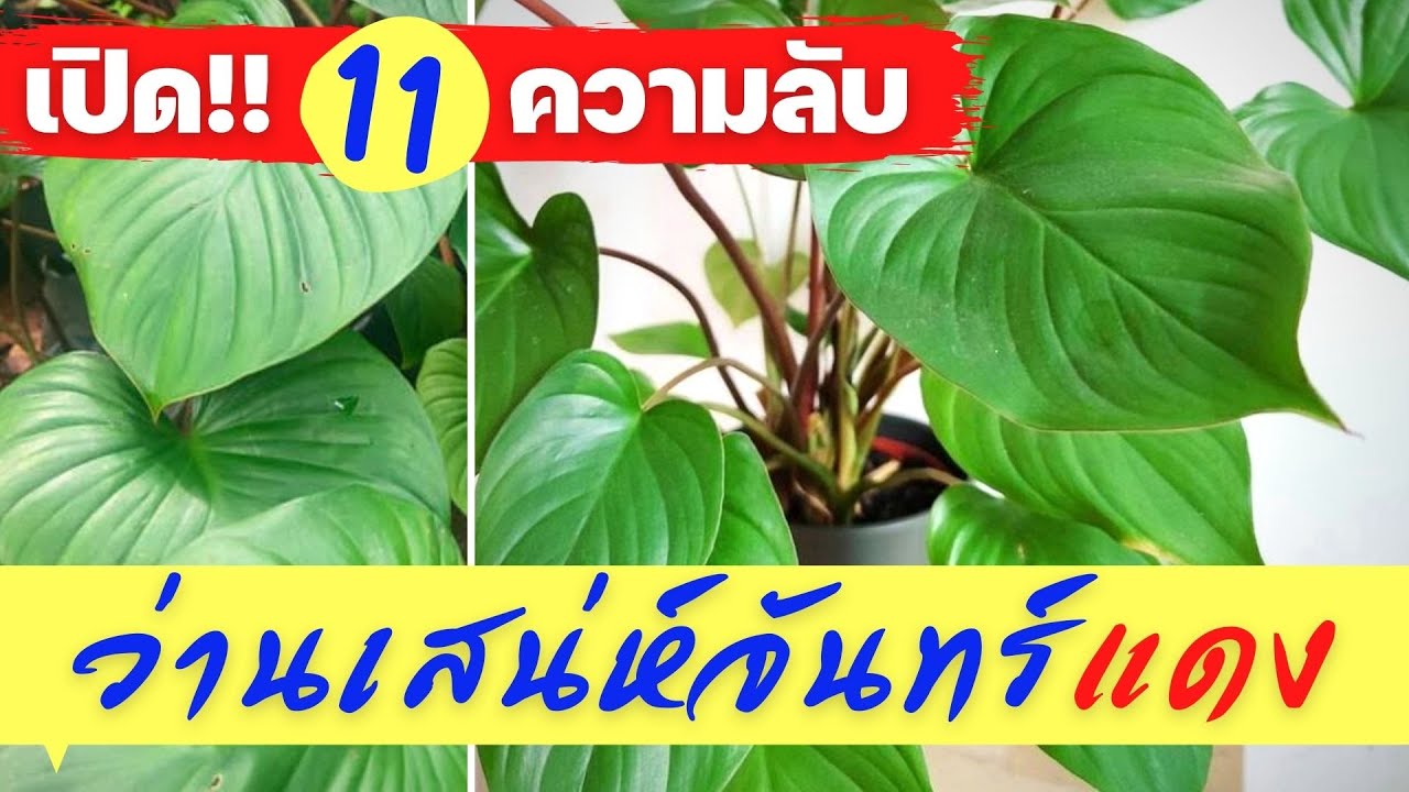 11 ความลับ“ว่านเสน่ห์จันทร์แดง” ว่านมงคล ไม้มงคลประดับบ้าน ยอดนิยม เมตตามหาเสน่ห์แรง ค้าขายร่ำรวย