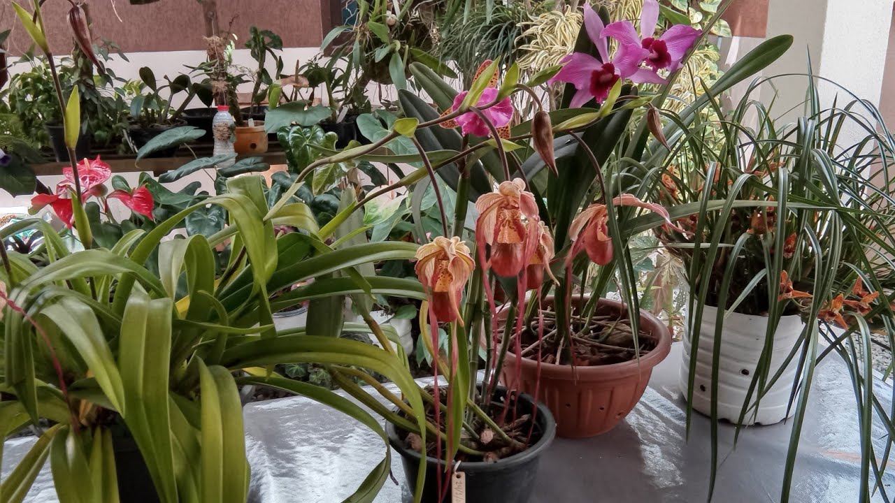 Essas FLORAÇÕES são RESULTADOS de um CUlTIVO simples e dedicação, veja.