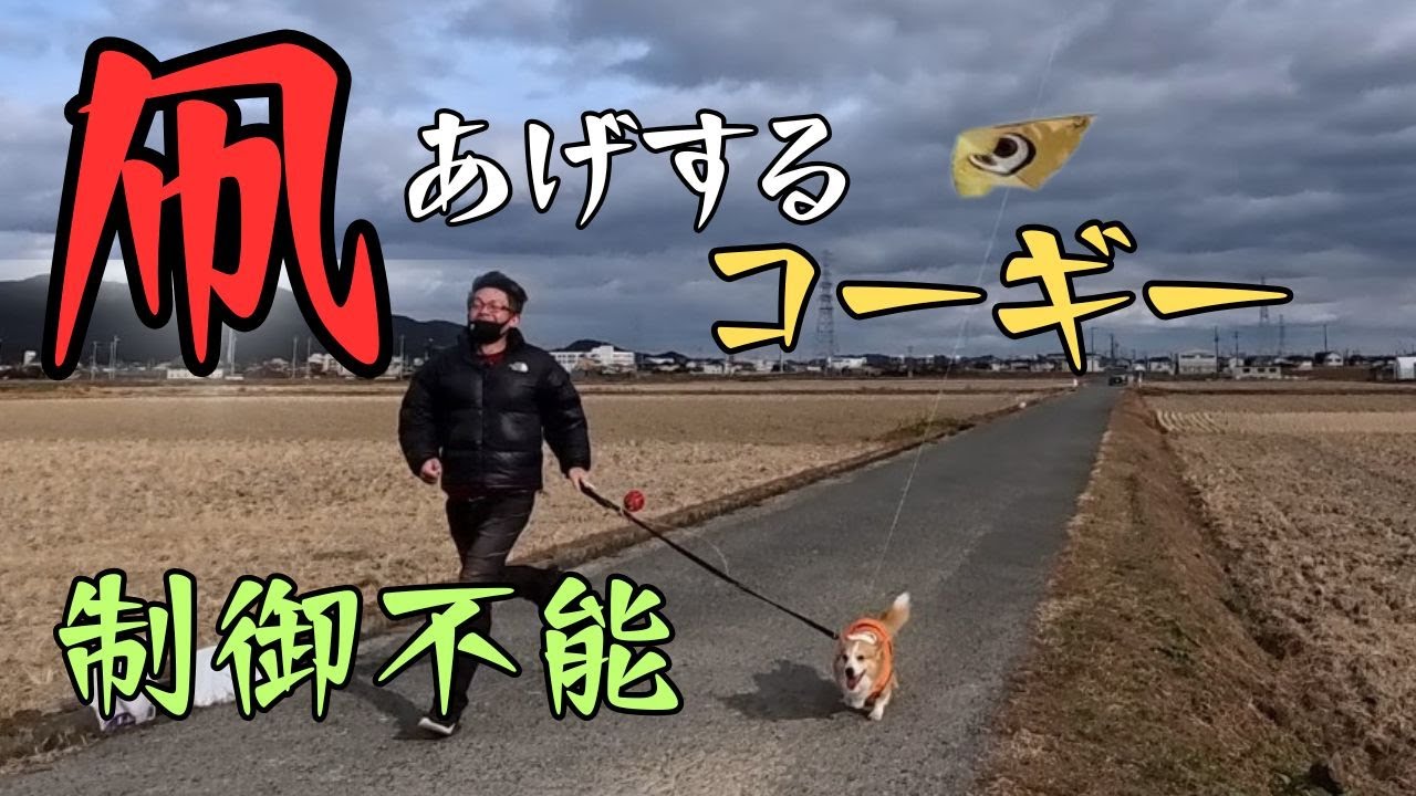 【新春企画】凧あげで興奮が止まらないコーギーが何度も全力疾走【お正月2026】 #尻尾ありコーギー #凧あげ #お正月