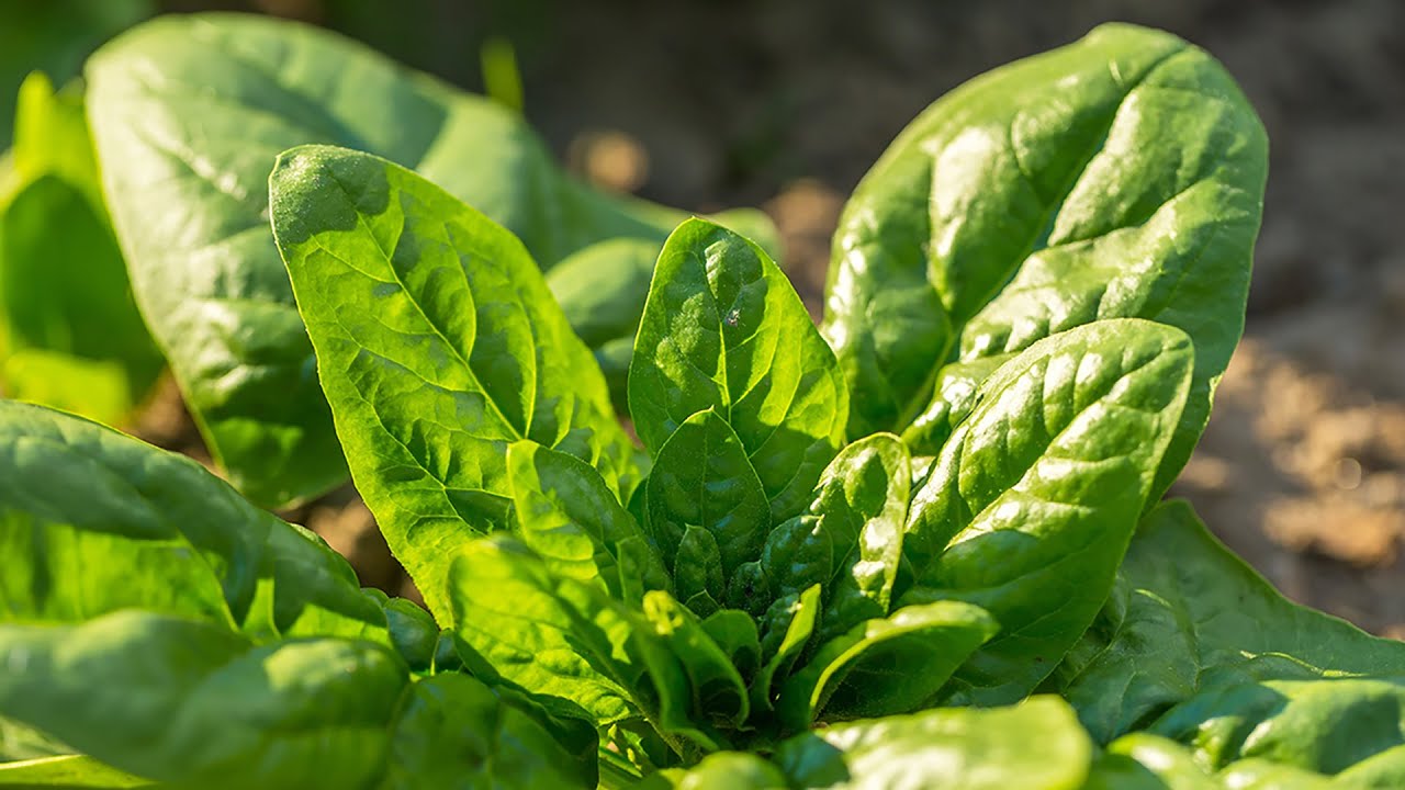 Spinach: by Chief Agronomist Jose Abascal