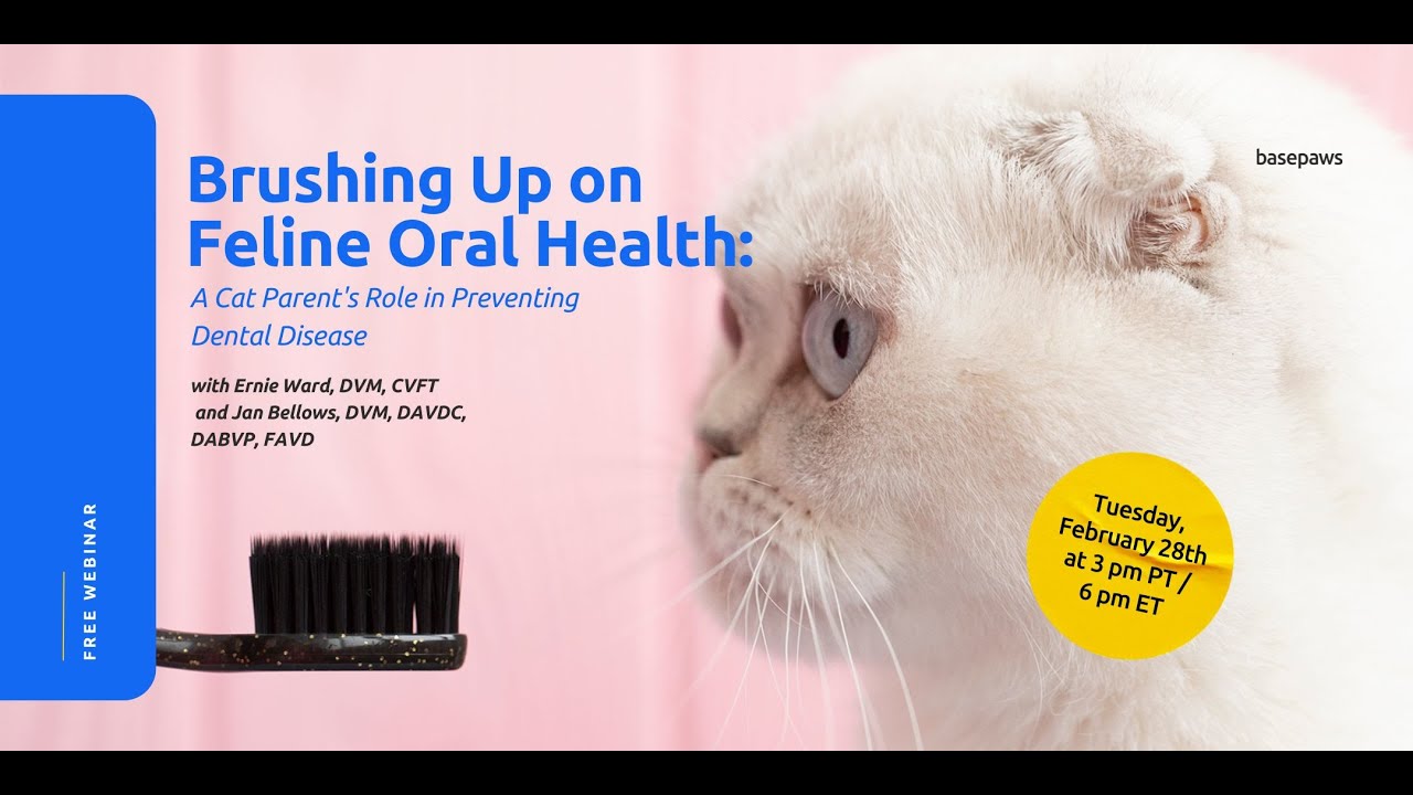 Brushing Up on Feline Oral Health: A Cat Parent's Role in Preventing Dental Disease