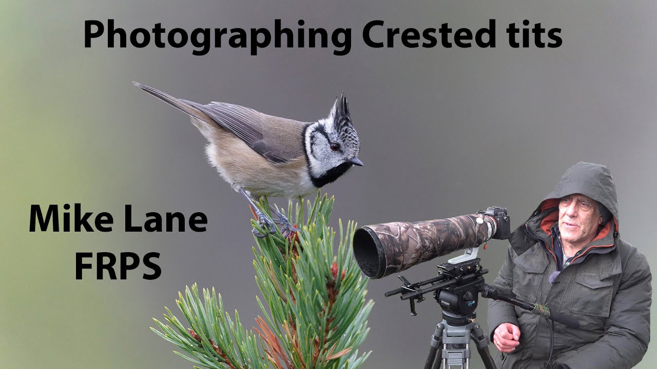 Crested tits in Scotland