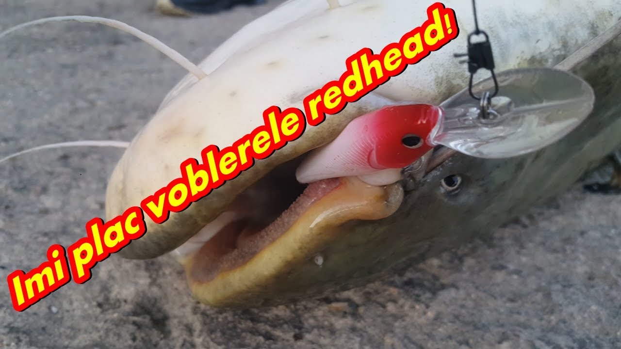 Somn de 11kg prins la vobler redhead