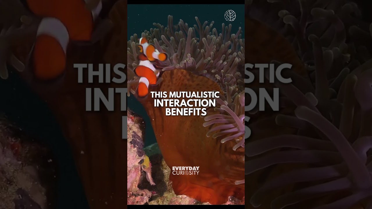 Clownfish and Sea Anemone: A Perfect Symbiotic Duo