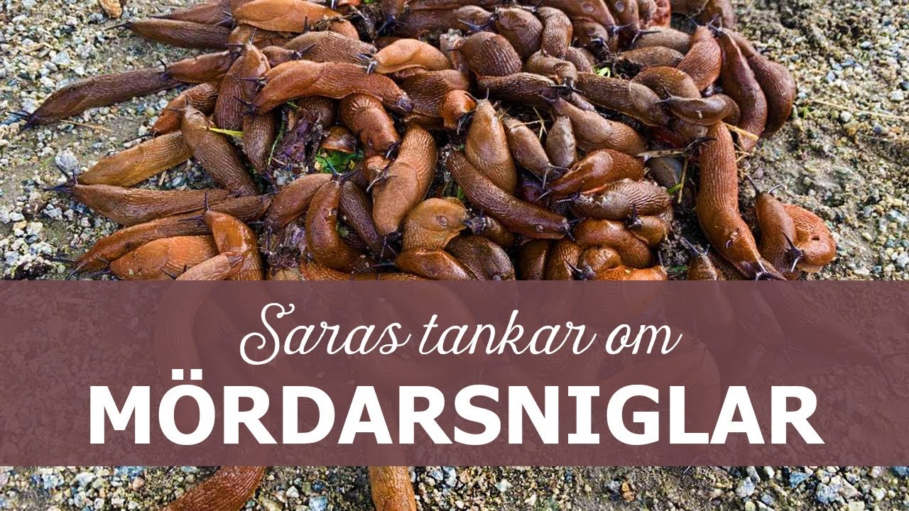 Saras tankar om mördarsniglar