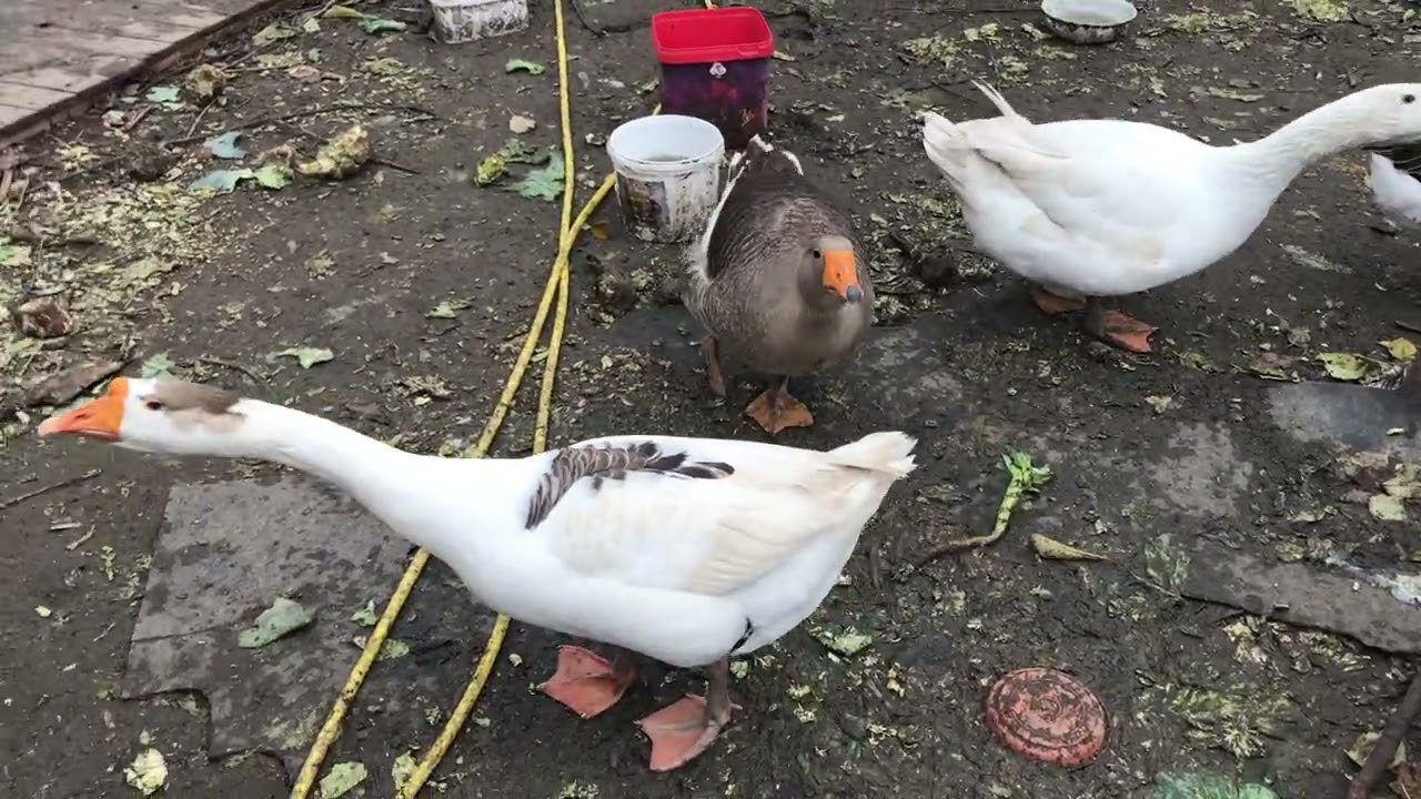 În vizită la unchiul Emil după ceva timp vă arăt cocoșul oprit pentru reproducere și găinile