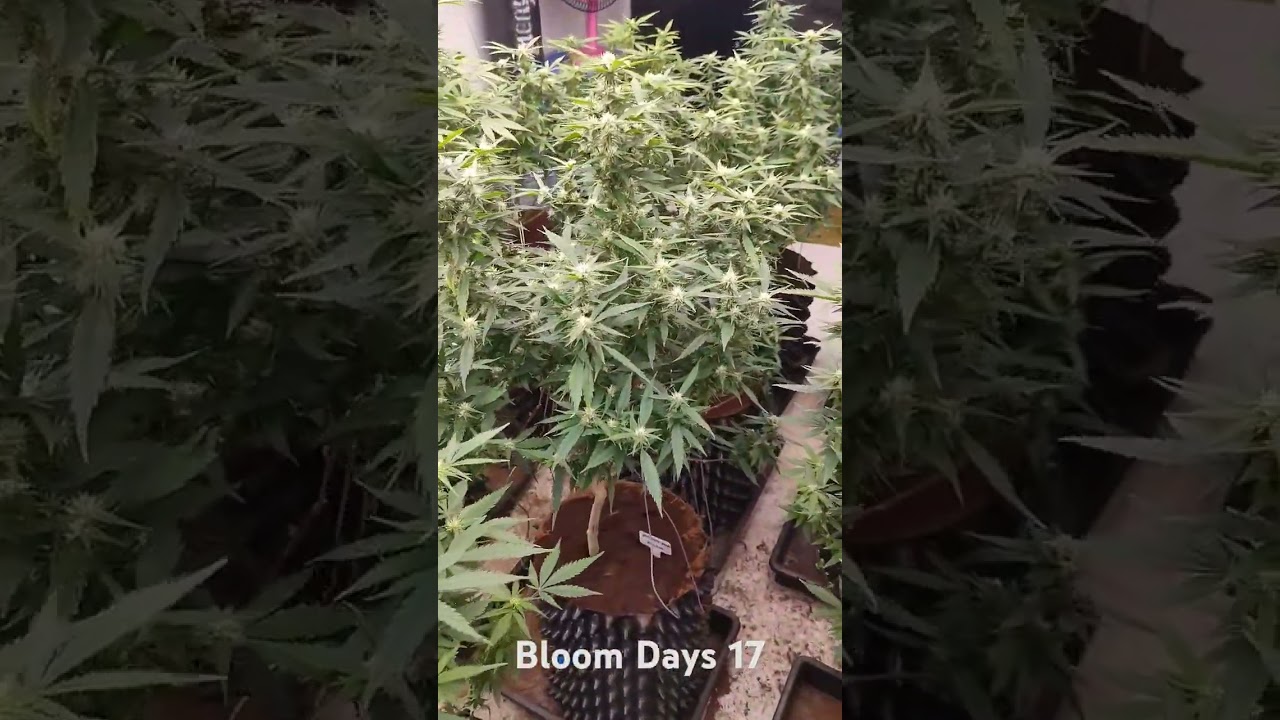Bloom days 17 