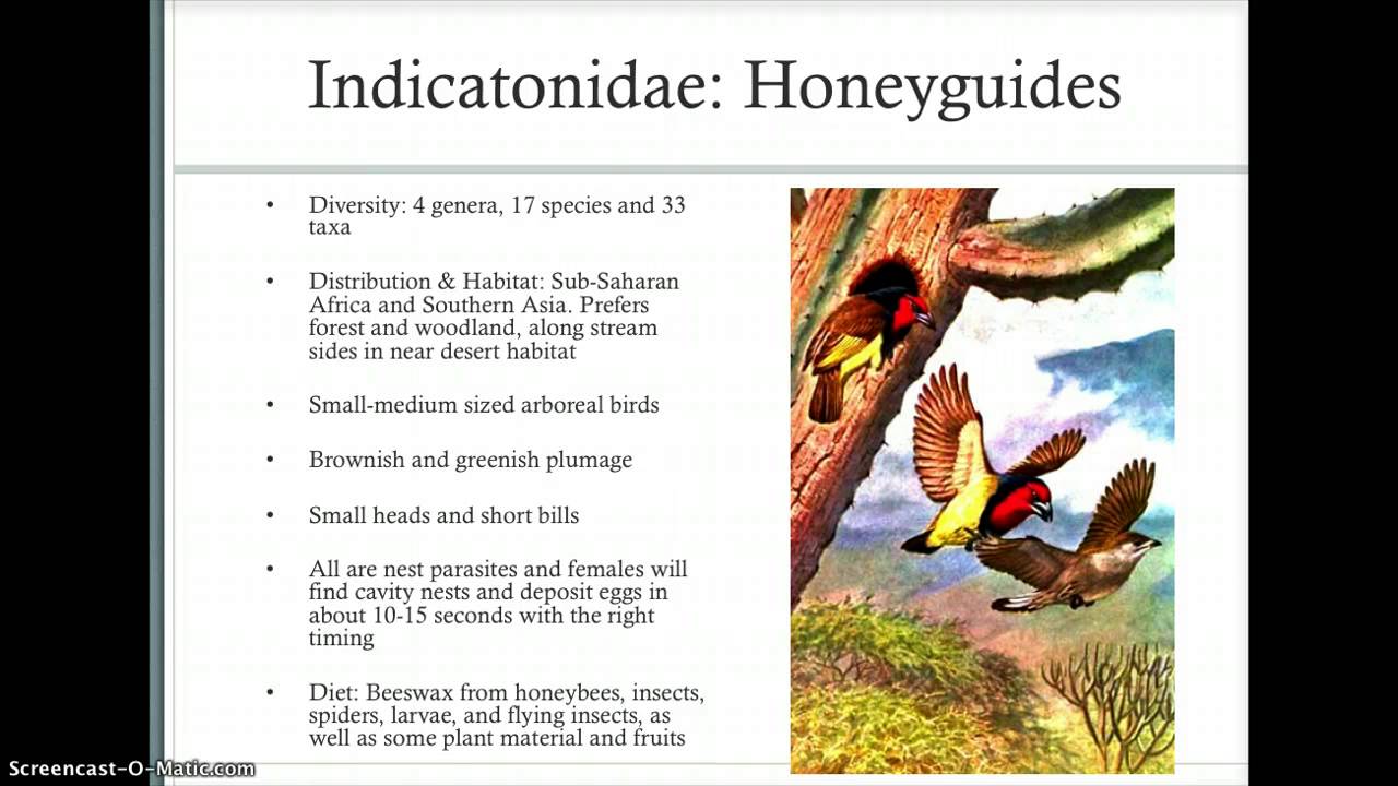 Orders: Piciformes & Coraciiformes