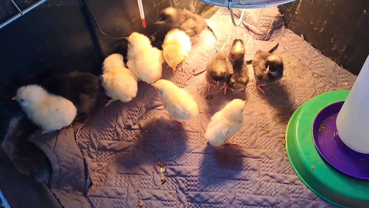 Putting the chicks in the brooder and buying new ones!