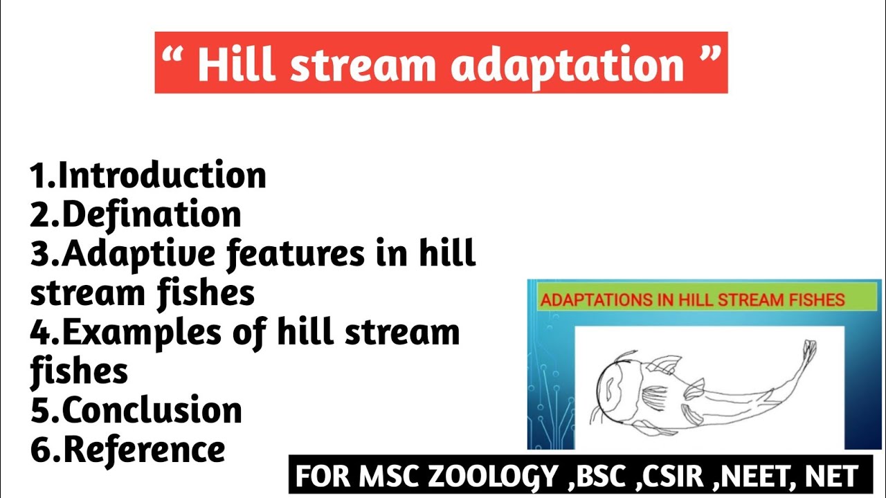 Hill stream adaptation | Adaptive features in hill stream fishes | Example of hill stream fishes