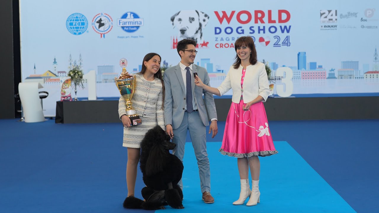 FCI World Dog Show 2024. Part 3. Poodles!