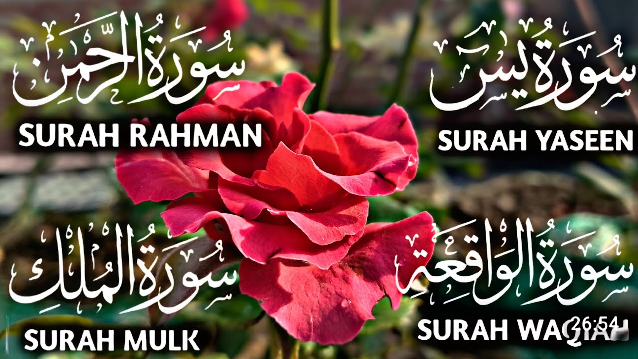 Surah Yaseen | Surah Rahman | Surah Mulk | Surah Waqiah | Beautiful Quran Recitation Ep144