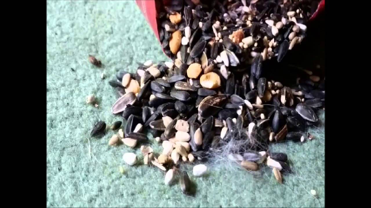 Birdseed - shadowcrest