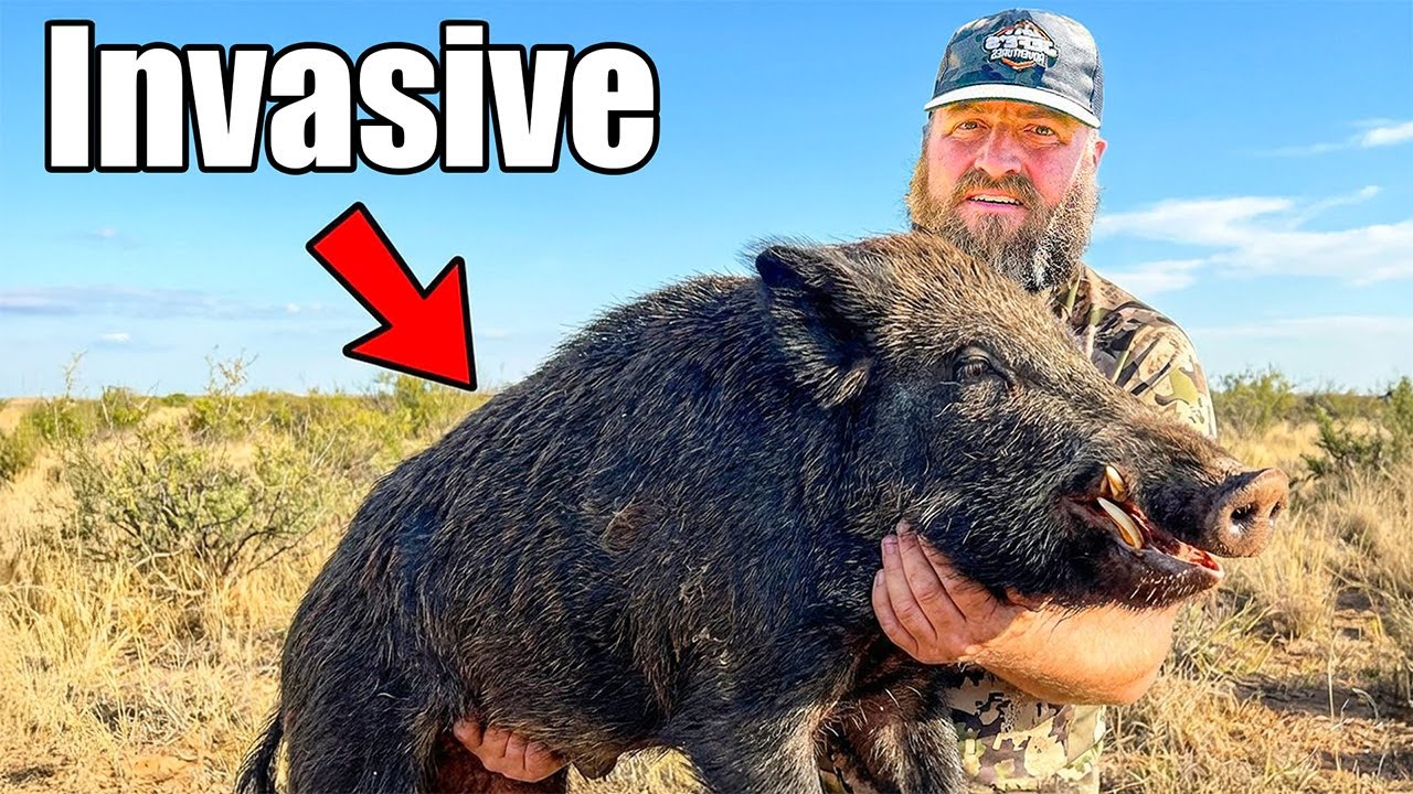 I Hunt Invasive Hogs Destroying California!