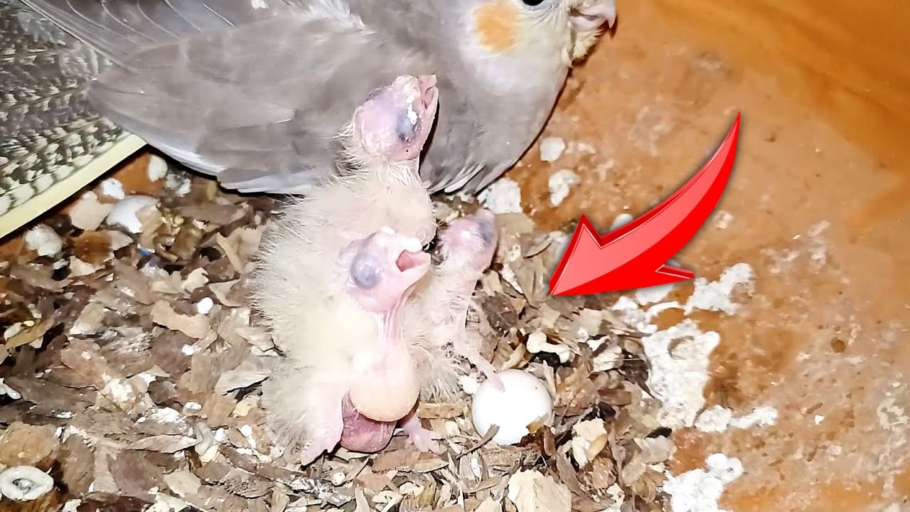baby chick hatching | egg hatching | cocktiel baby bird sound