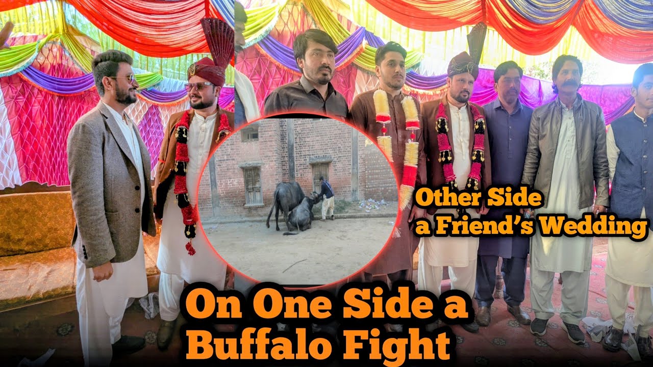 On One Side a Buffalo Fight 🐃⚡ | On the Other Side a Friend’s Wedding 💍