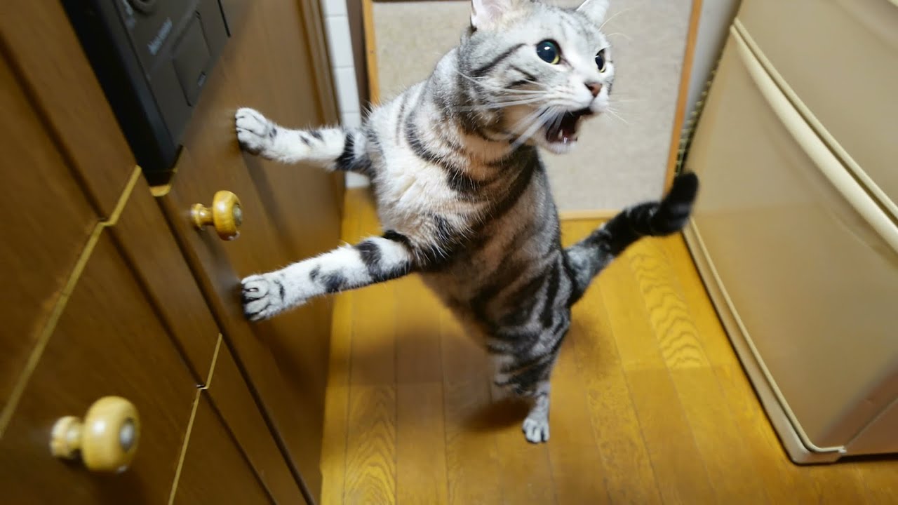 猫缶で嬉しい気持ちダダ漏れな猫