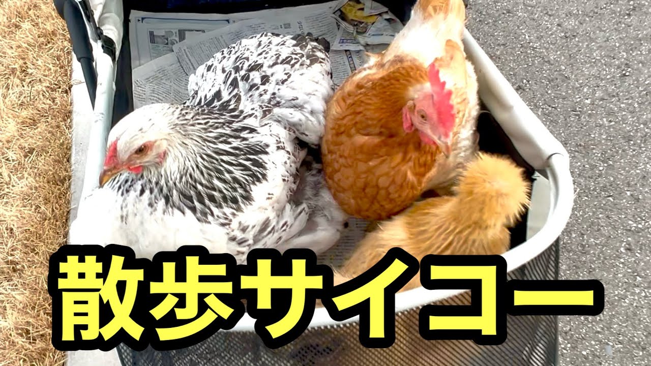 【ニワトリ飼育入門】鶏を散歩に連れて行く方法と注意点