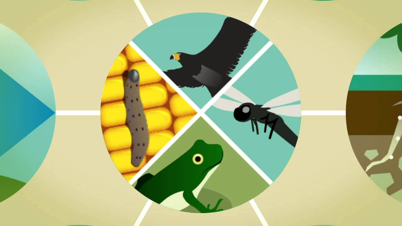 Servicios ecosistémicos, nuestra conexión vital con la biodiversidad