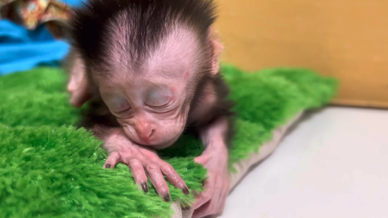 oh my god, the baby monkey will fall asleep in a very touching way