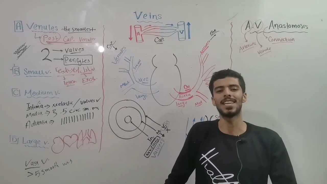 Vascular 4 (A-V anastomosis)