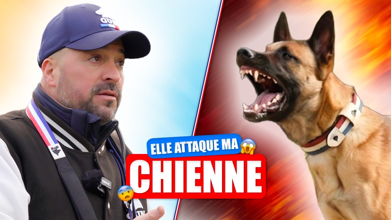 Agression et Agressivit&eacute; : Le Sauvetage d'un Malinois qui Attaque (M&eacute;thode Holistique