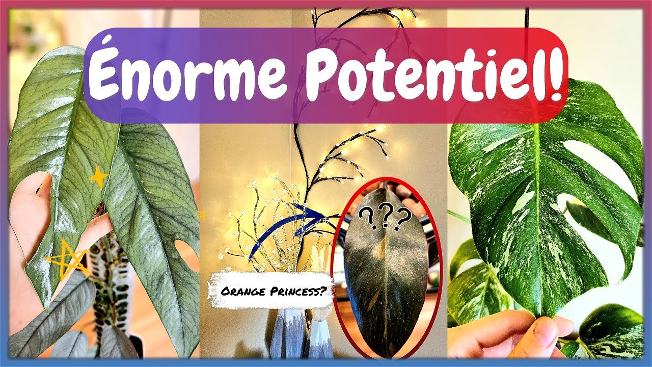 Plantes au potentiel ÉNORME 🪴 | Plantes que vous n'avez peut-être JAMAIS entendu parler! ✨️😮