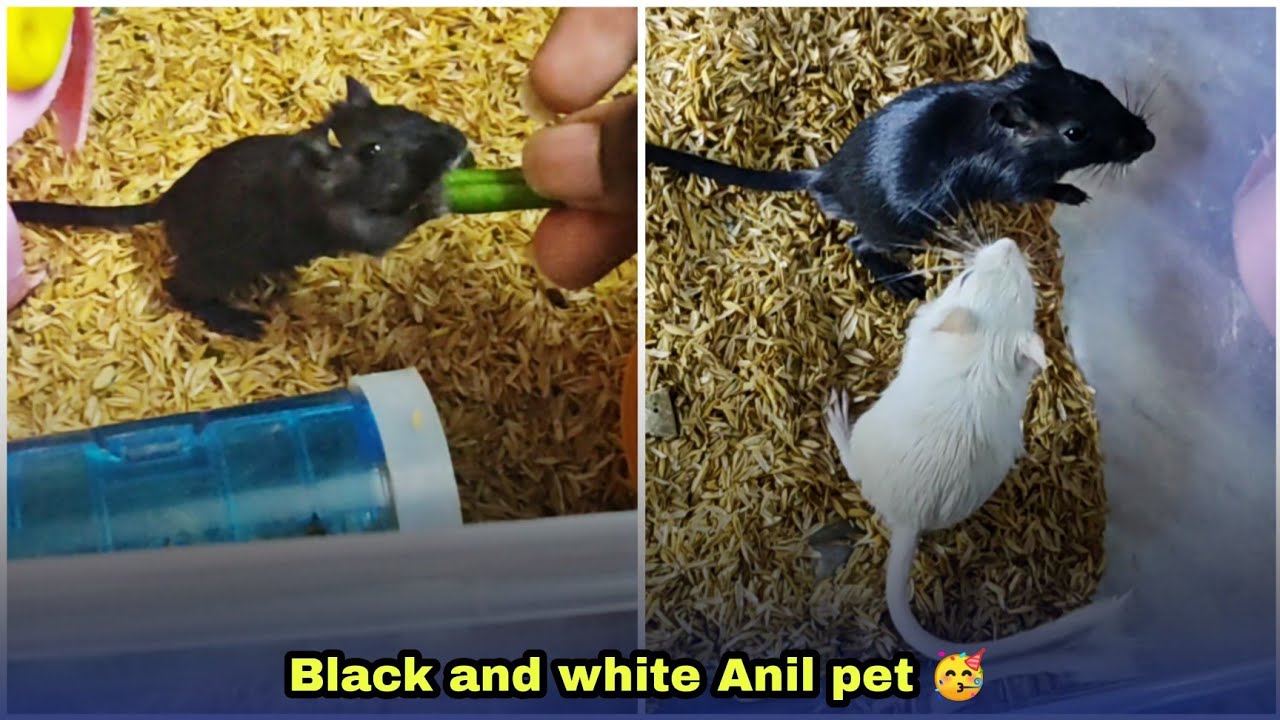 Gerbil full guidance and review | Anil pet | exotic pet | தமிழ்