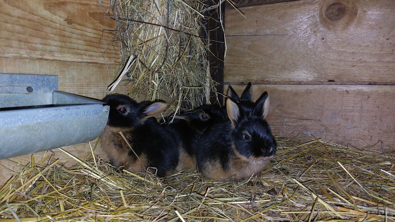 Nie nacieszyłem się długo wykotem :(