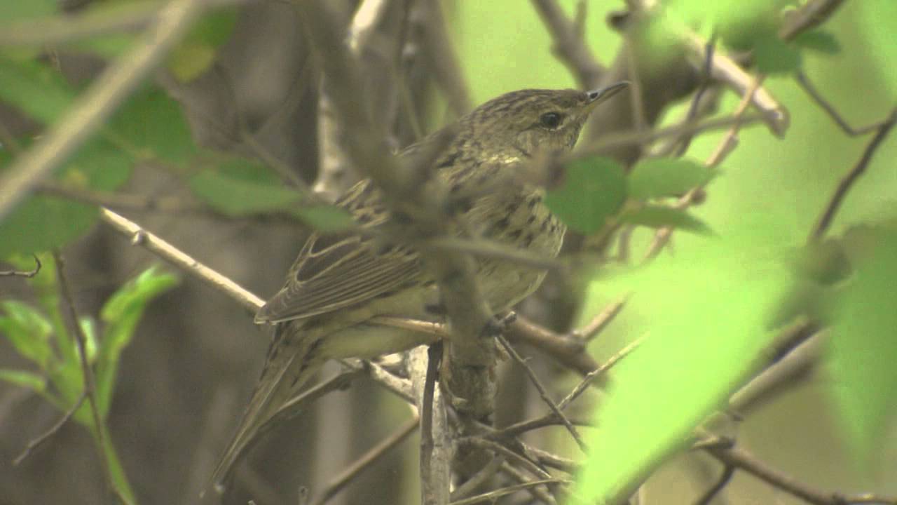 Lanceolated Warbler (Locustella lanceolata)