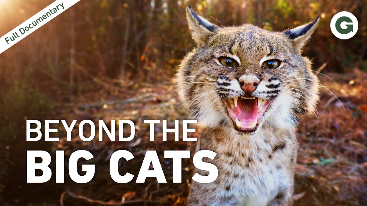 From Tiny Hunters to Speed Demons: The World of Wild Cats | Full Documentary