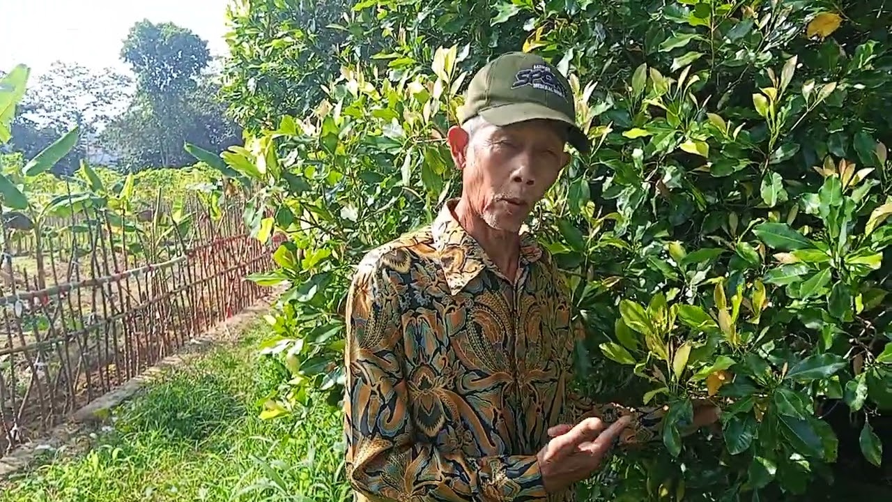Di jual kebun termurah nie bpa ibu bos lokasi desa situ Ilir surat sertipikat Askes jln mobil