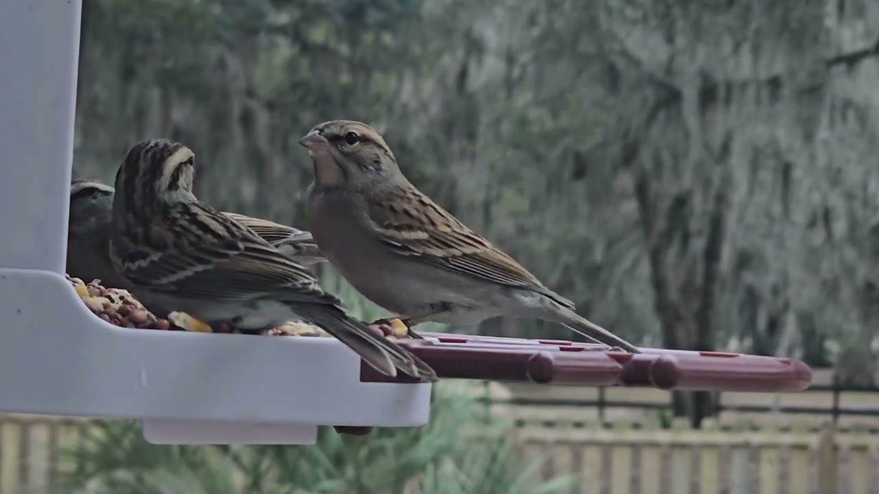 Rare Coastal Georgia flurries at the bird feeder