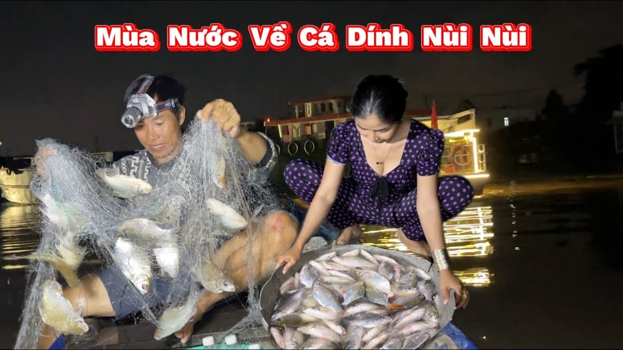 MÙA NƯỚC Nổi Đổ Về Thả Lưới Dính Cá Nùi Nùi Khủng Hoảng. FLOOD SEASON: Cast Nets, Catch Grass Carp