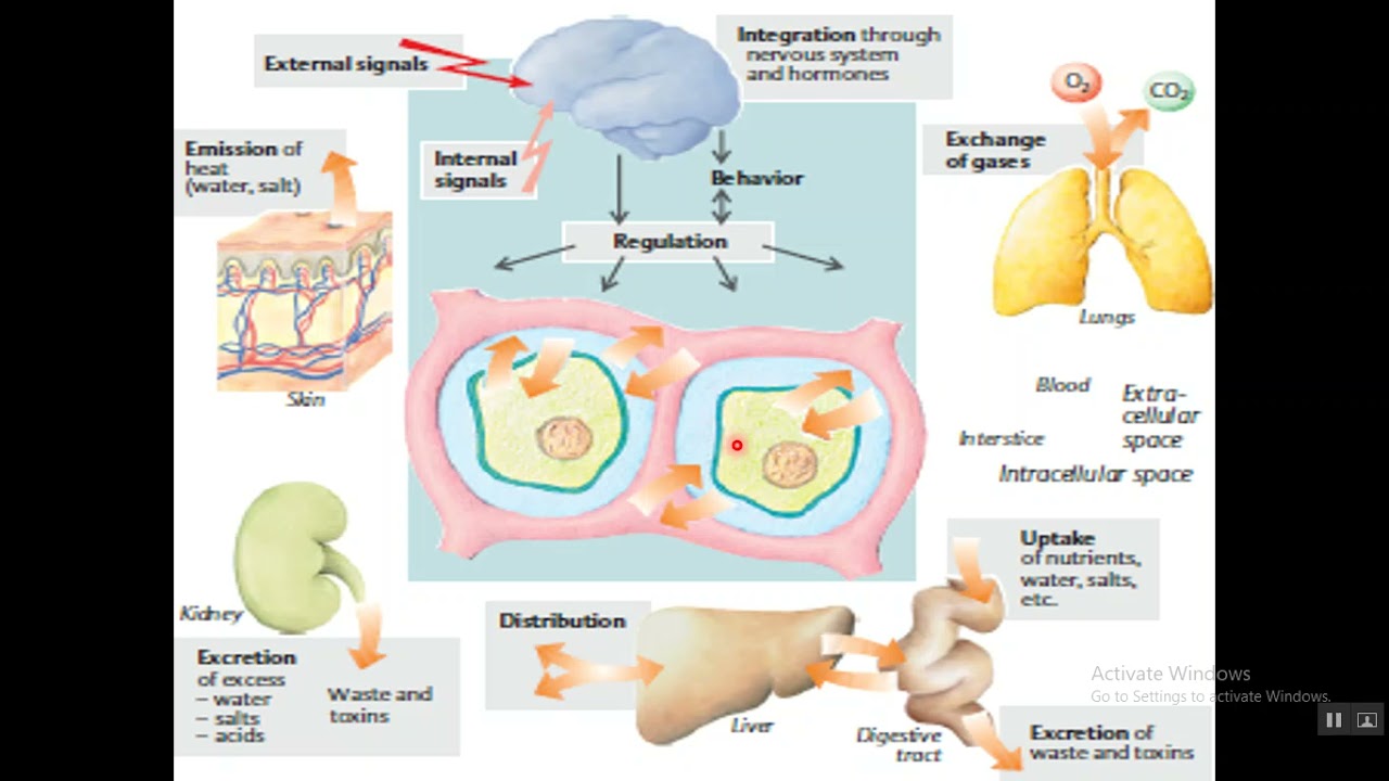 Homeostasis