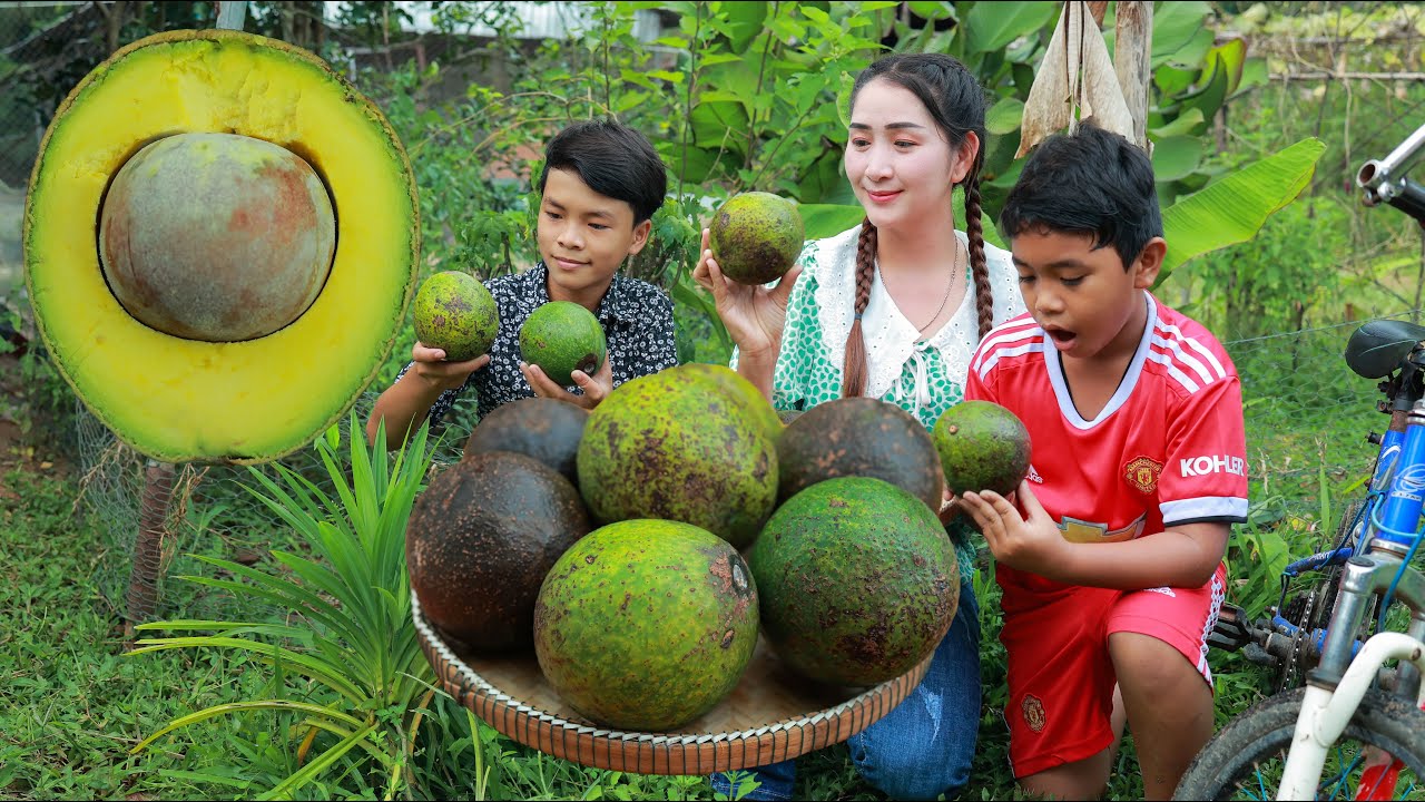 Big Avocado Preparing - Smooth Avocado Drinking And Avocado Dessert - Spicy Sea Mushroom Recipe