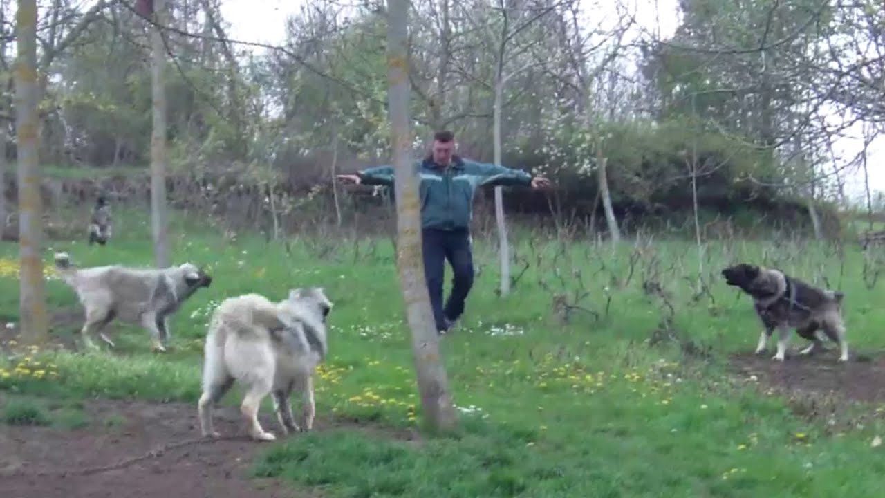 What Makes These Guard Dogs the Best Choice for Families with Kids?