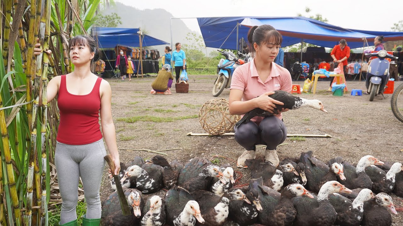 CEO Girl Harvests Many Geese To Sell After 4 Months of Raising - Buy Ducklings, Harvest Sugarcane